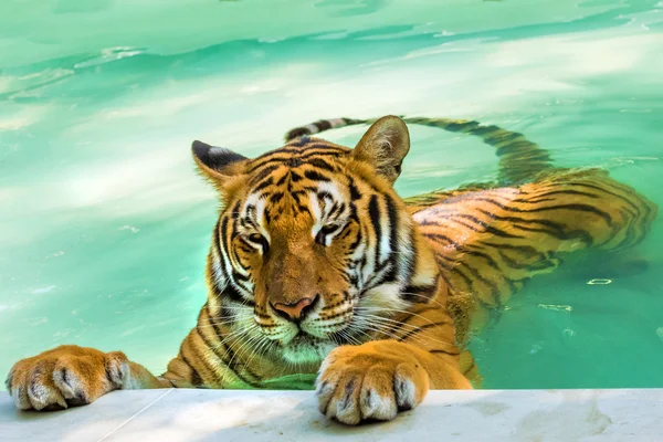 Tiger spielen im Wasser — Stockfoto