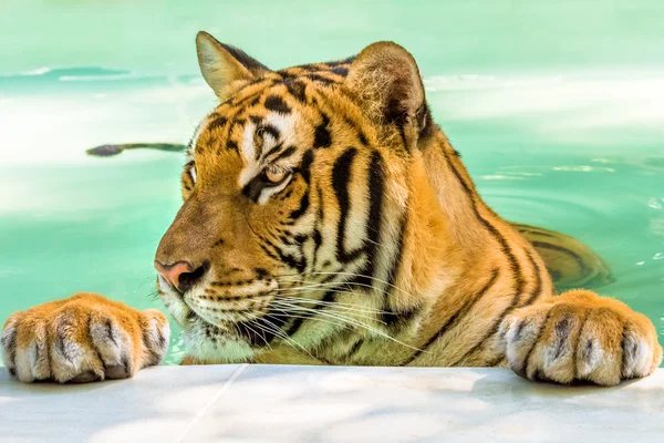 Big tiger portrait — Stock Photo, Image