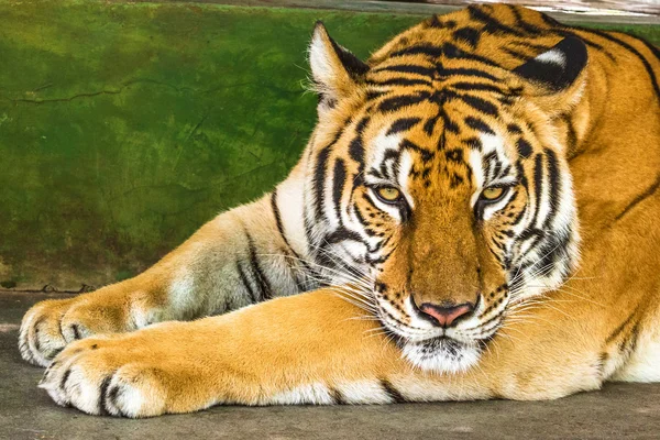 Porträt des großen Tigers — Stockfoto