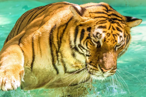 Big Tiger in water — Stock Photo, Image