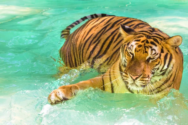 Tiger spielen im Wasser — Stockfoto