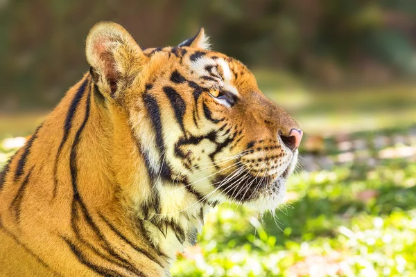 Retrato de tigre grande —  Fotos de Stock