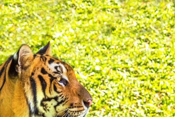 Porträt des großen Tigers — Stockfoto