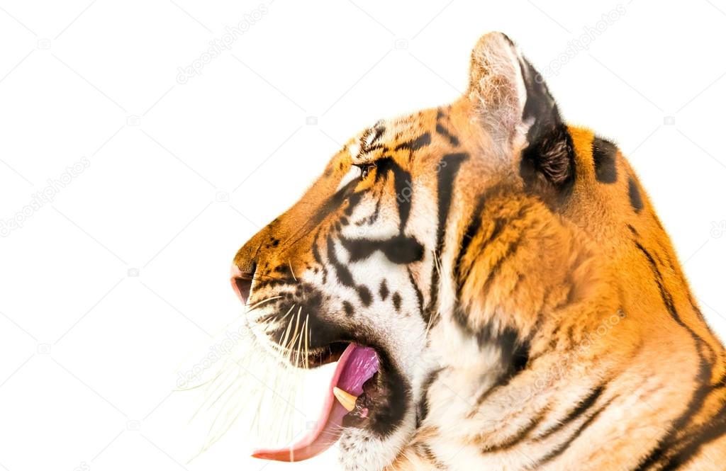 Power tiger isolated