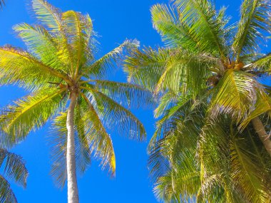 Tropical coconut palms  clipart
