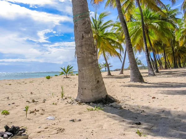 Anse Champagne Guadalupe — Foto de Stock