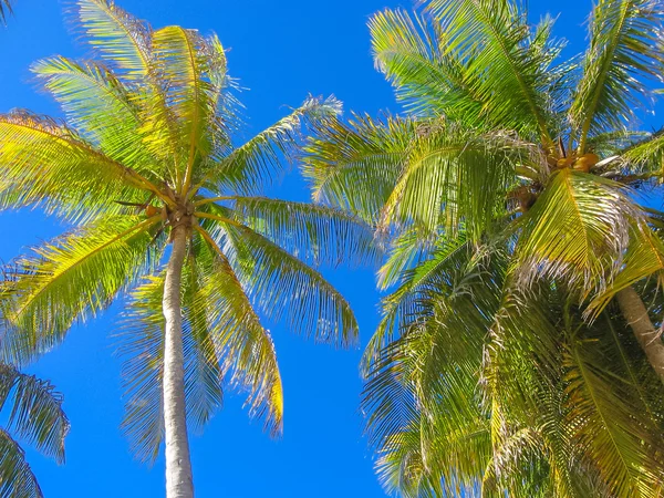 Тропические кокосные пальмы — стоковое фото