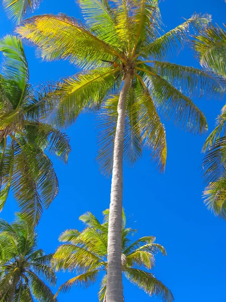 Карибские кокосовые пальмы — стоковое фото