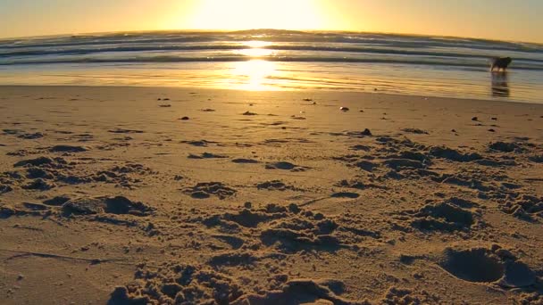 Playa Noordhoek al atardecer — Vídeo de stock