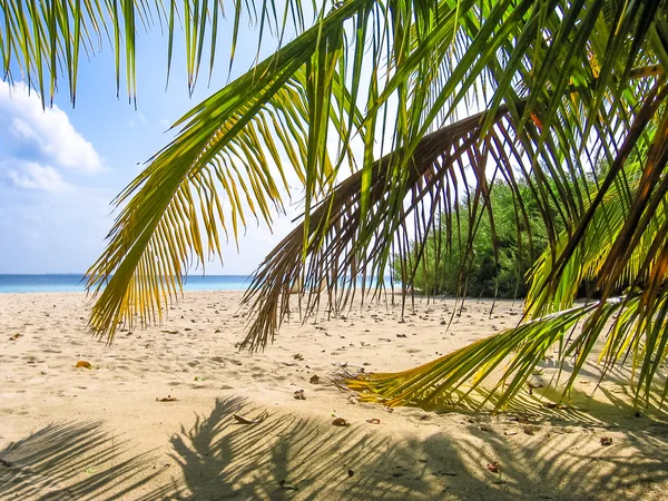 Palmblätter — Stockfoto