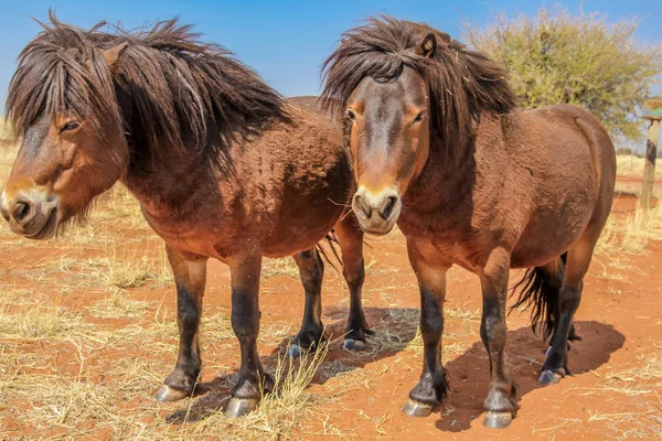 Twee pony's in de woestijn — Stockfoto