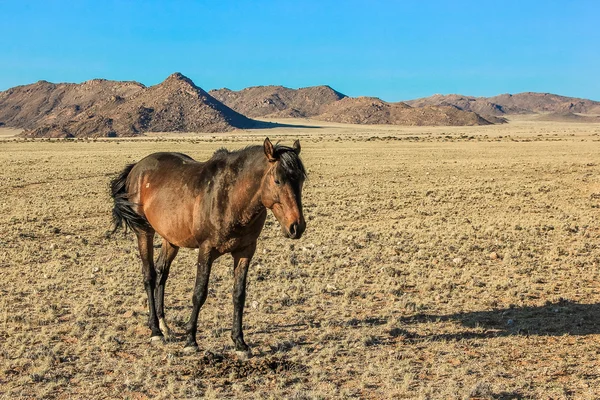 Cheval brun namibien — Photo