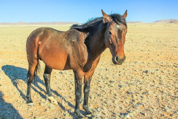 Een bruin paard — Stockfoto