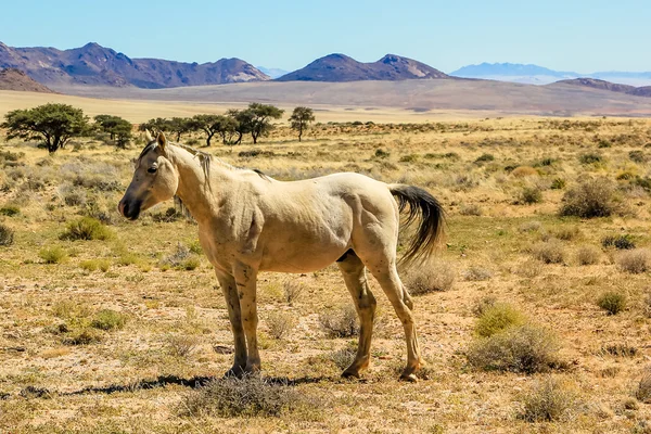 Nemibia wild paard — Stockfoto