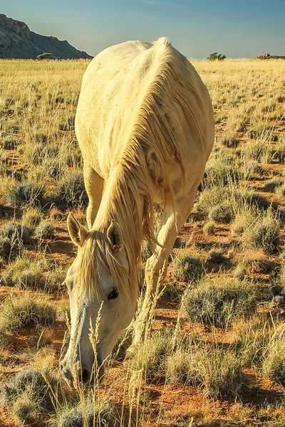 Namibische wit paard — Stockfoto