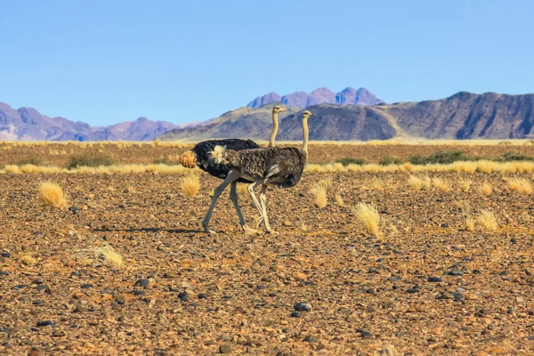 Iki deve kuşları Namibya — Stok fotoğraf
