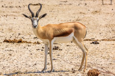 springbok duran