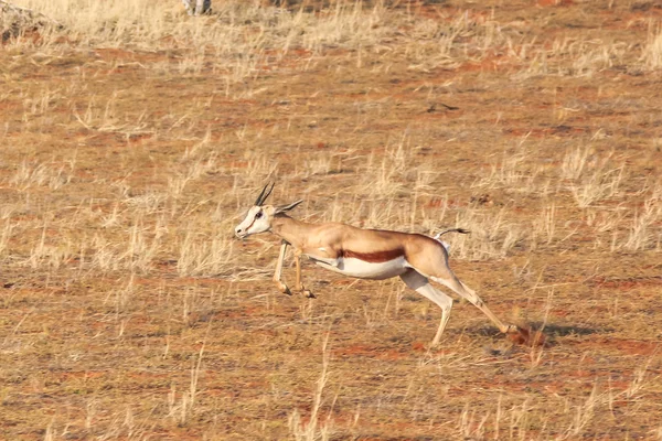 Springbok running fast — Stock Photo, Image