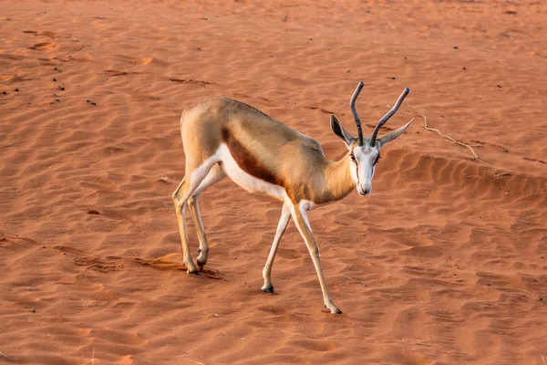 Springbok in desert — Stock Photo, Image