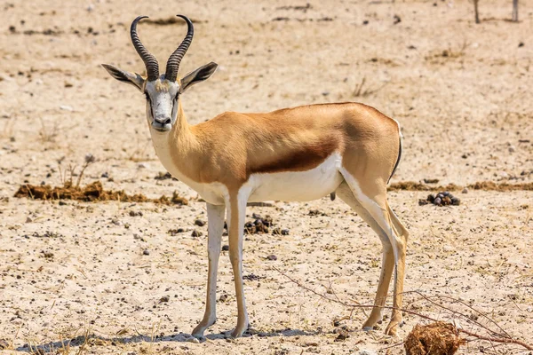 Een springbok staande — Stockfoto