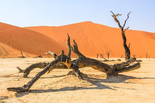 Deadvlei dead tree — Stock Photo, Image