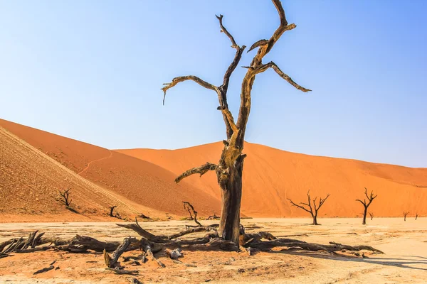 Namib Naukluft tree — Stock Photo, Image
