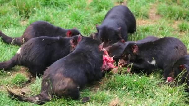 Demonios de Tasmania comiendo — Vídeo de stock