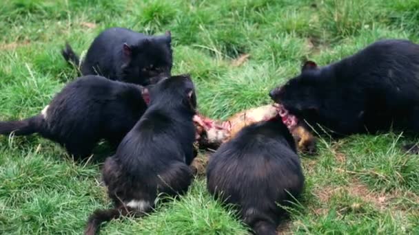 Devils da Tasmânia alimentação — Vídeo de Stock