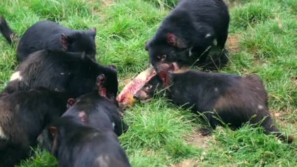 Tasmanii diabły polowanie — Wideo stockowe