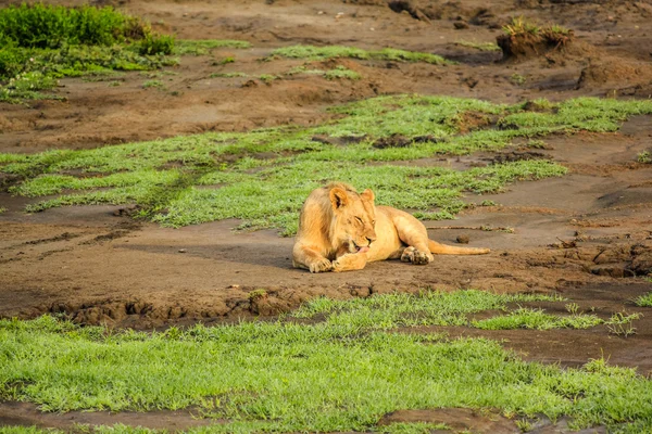 Yaciendo león en gound — Foto de Stock