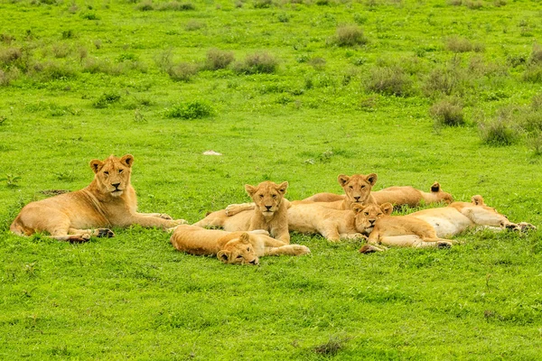 Manada de leones sobre hierba — Foto de Stock