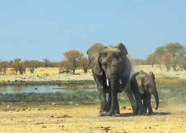 母亲和婴儿的大象 — 图库照片