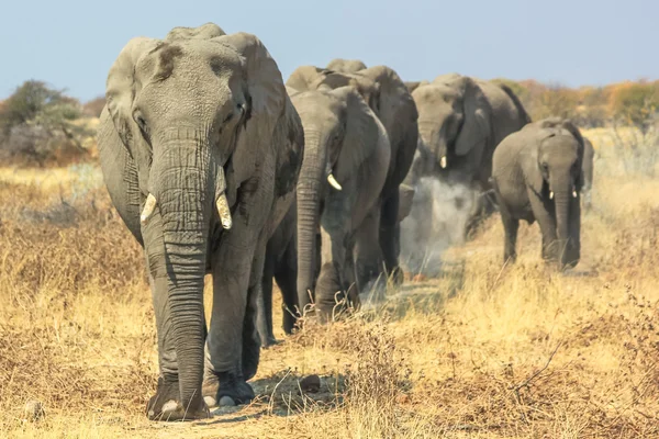 Bewegende Afrikaanse olifanten — Stockfoto