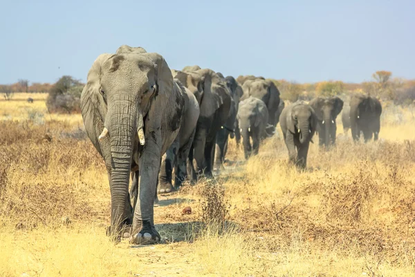 Afrikaanse olifanten wandelen — Stockfoto