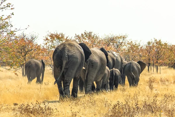 Elefantes africanos a afastar-se — Fotografia de Stock
