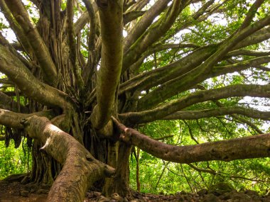 yağmur ormanı ağaç
