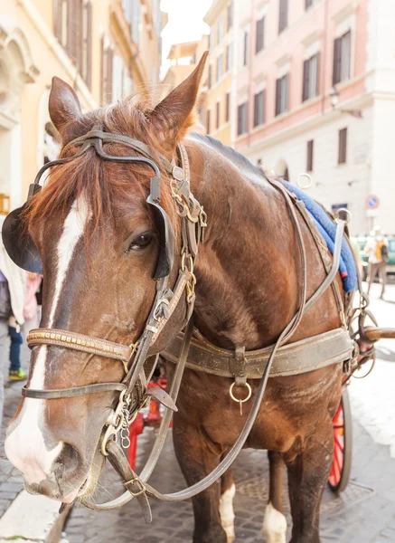 ローマの馬車 — ストック写真