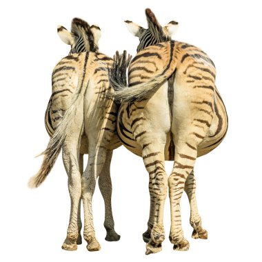 Zebras isolated back clipart