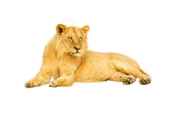 Leão fêmea isolado — Fotografia de Stock