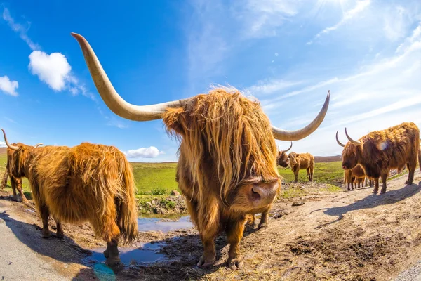 Highland Red Cow — Stock Photo, Image