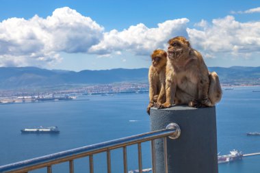Vahşi makak Gibraltar