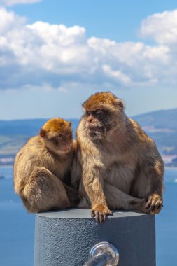 Gibraltar ünlü maymunlar