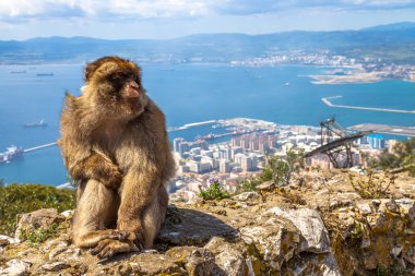 Maymunlar Den Gibraltar