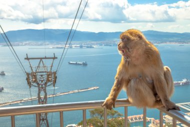 Gibbon Gibraltar Rock