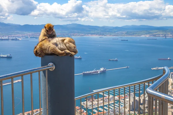 Maymunlar Gibraltar — Stok fotoğraf