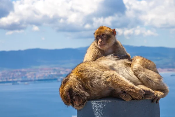 Gibraltar maymunlar — Stok fotoğraf