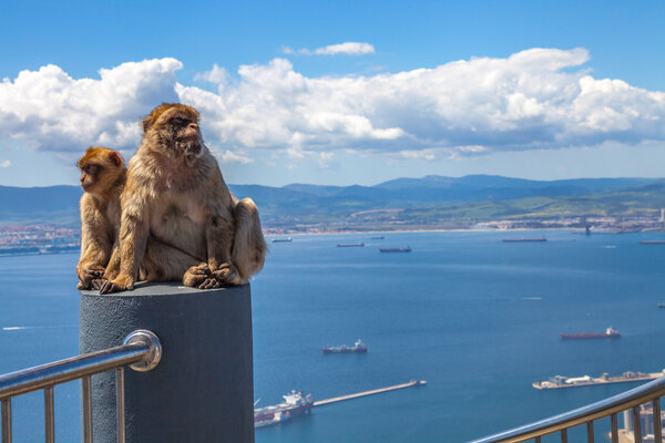 Gibbons Gibraltar Rock