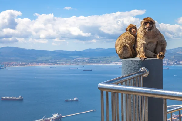 Maimuțe din Gibraltar — Fotografie, imagine de stoc