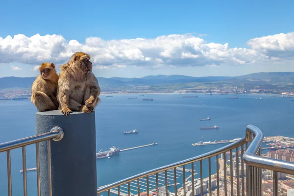 Simios de Gibraltar — Foto de Stock