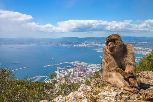 Ape of Gibraltar